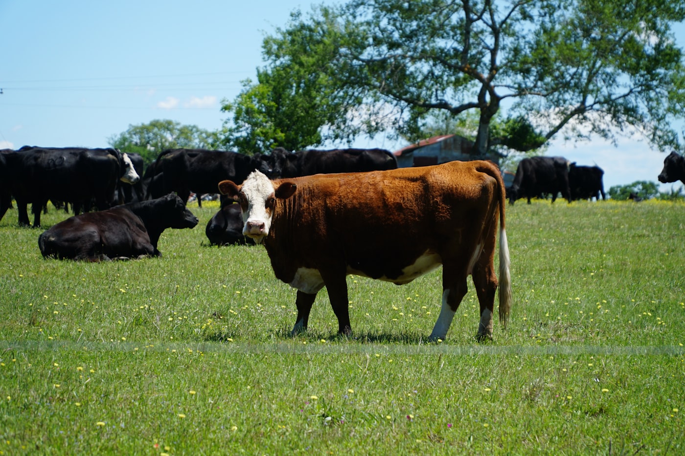 Cattle on North Carolina pasture