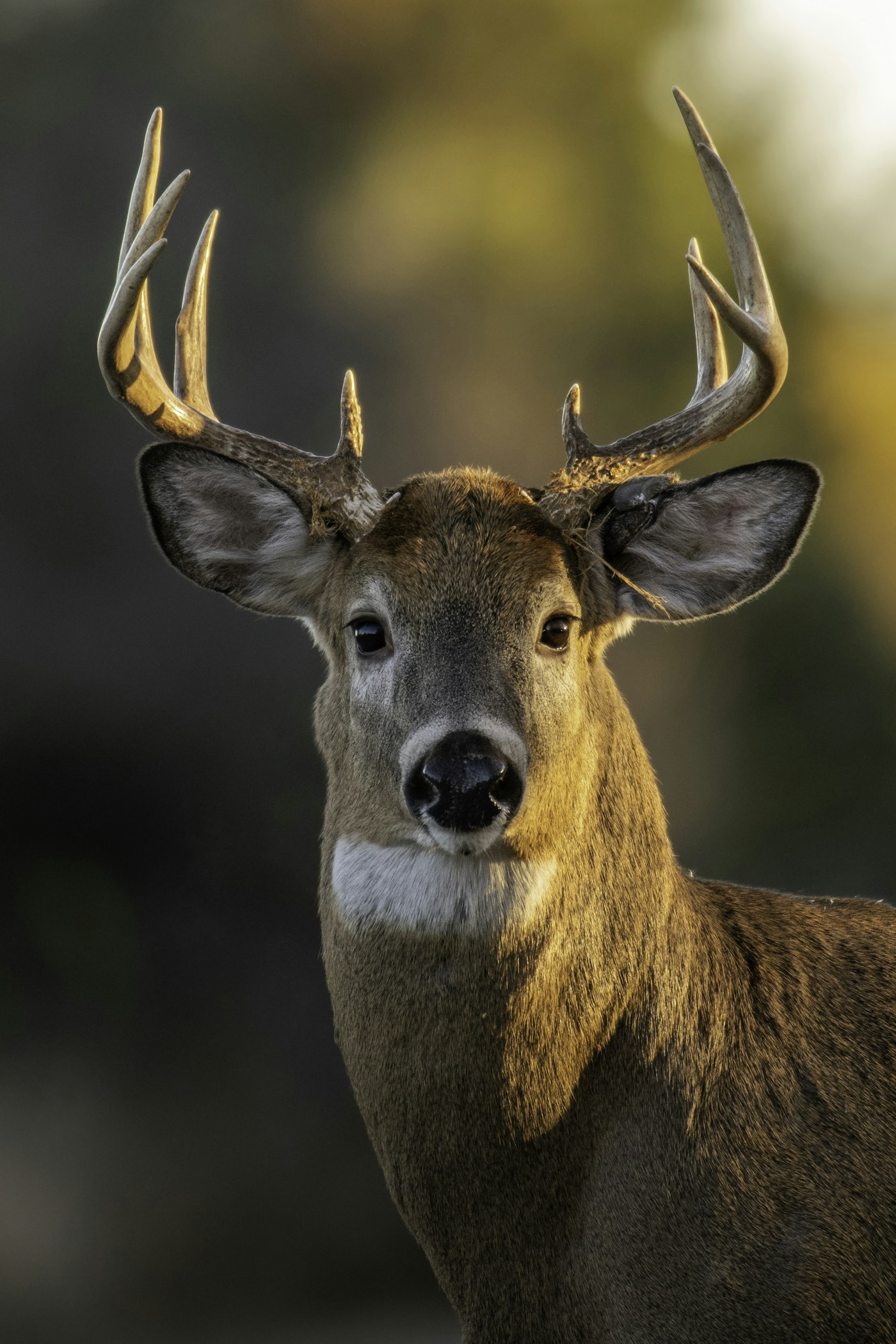 Whitetail buck at golden hour