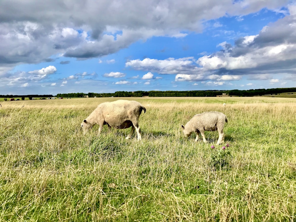 Sheep grazing on pasture